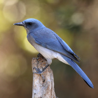 Mexican Jay